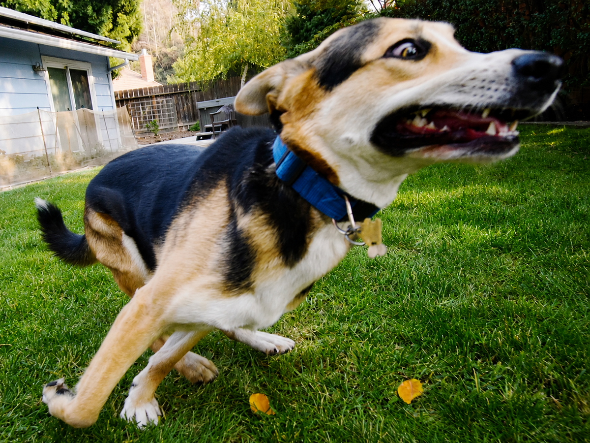 「暴れ回る」犬を疲れさせる最も簡単な方法。スプラッシュパッドが効く8つの理由